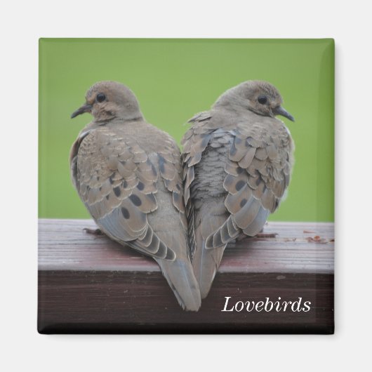Mourning Doves Magneet (Voorkant)