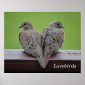Mourning Doves Poster (Voorkant)