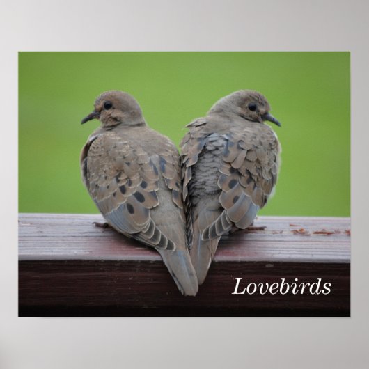 Mourning Doves Poster (Voorkant)