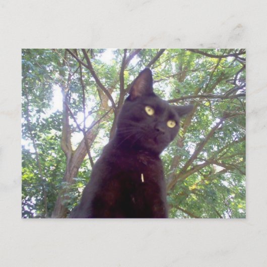 Mouschi Briefkaart (Voorkant)