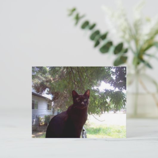 Mouschi Briefkaart (Staand voorkant)