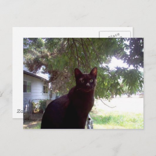 Mouschi Briefkaart (Voorkant / Achterkant)