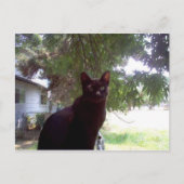 Mouschi Briefkaart (Voorkant)