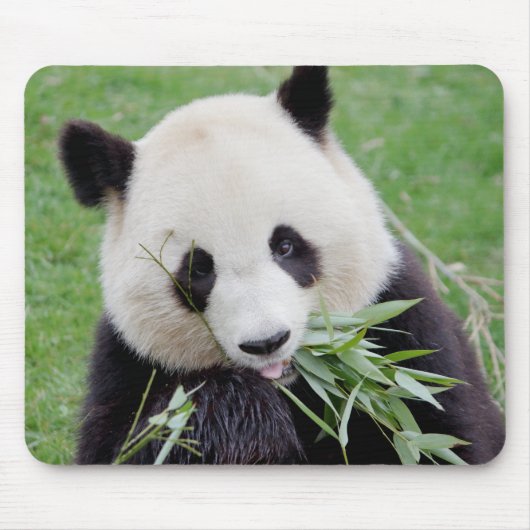 Mouse Pad Photo giant panda , animals 0261. Muismat (Voorkant)
