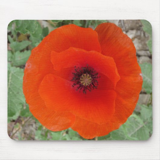 Mouse Pad. Poppy (Amapola) Muismat (Voorkant)