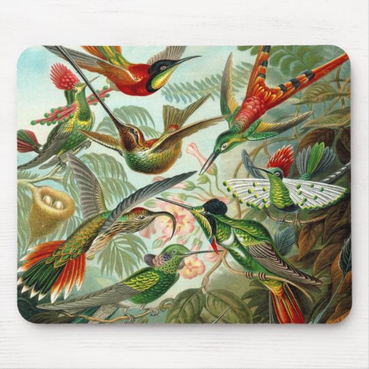 Mousepad  artiest Ernst Haeckel Trochilidae Muismat (Voorkant)