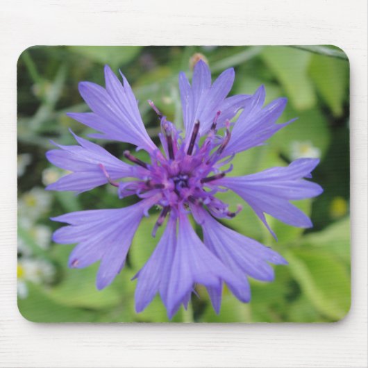 Mousepad blaue Kornblume Muismat (Voorkant)