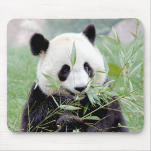 Mousepad. Foto gigantische panda. Panda-wedstrijd. Muismat
