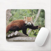 Mousepad. Foto: rode panda. Panda roux. dieren. Muismat (Met muis)