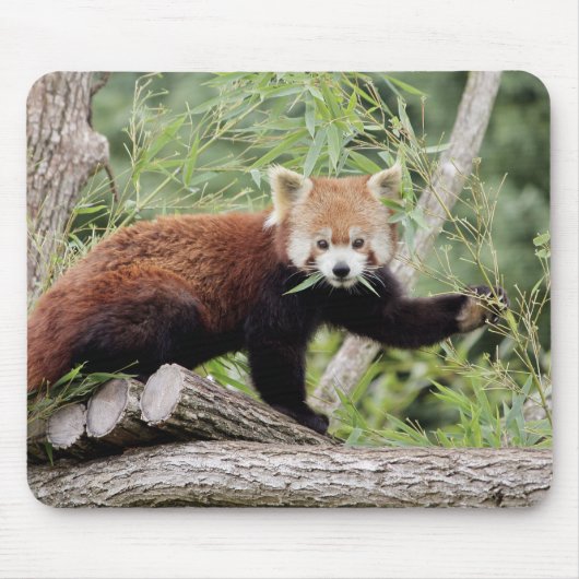 Mousepad. Foto: rode panda. Panda roux. dieren. Muismat (Voorkant)