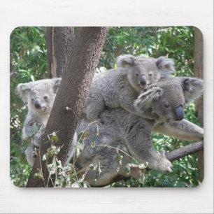 Mousepad Koala en twee baby's Foto Australië Muismat