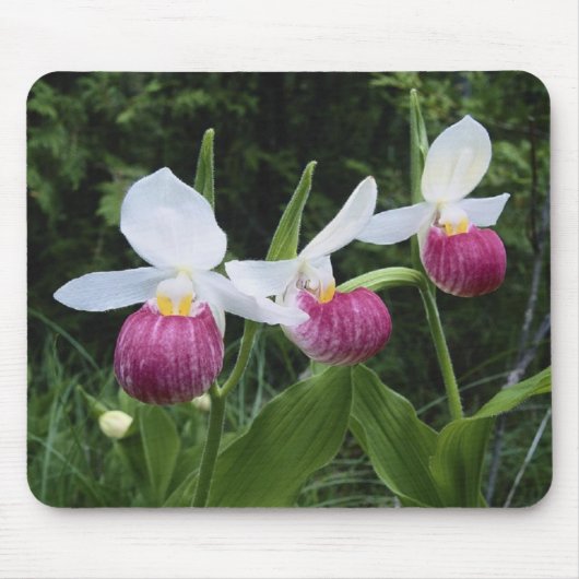 Mousepad-Lady Slipper Orchids Muismat (Voorkant)