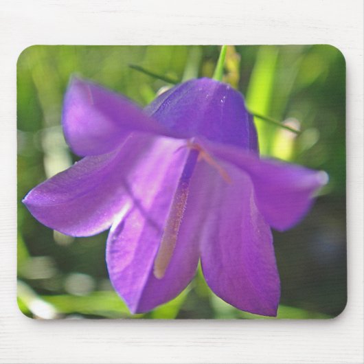 Mousepad lila Glockenblume Muismat (Voorkant)