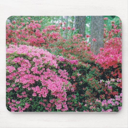 Mousepad met een Spuit van Roze Azaleas Muismat (Voorkant)