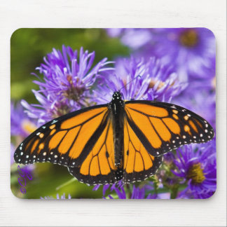 Mousepad Monarch Butterfly op Paarse Asters Muismat