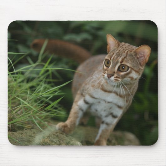Mousepad - Rusty spotted cat Muismat (Voorkant)