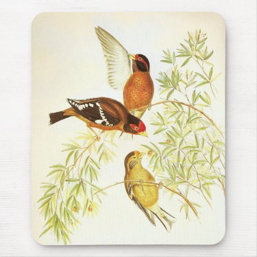 Mousepad  Spectacled Finch Birds Muismat (Voorkant)