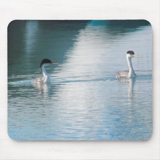 Mousepad - Westerne Grebe Muismat (Voorkant)