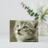 Mouser die een vogelachtig Briefkaart bekijkt (Staand voorkant)