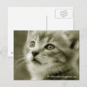 Mouser die een vogelachtig Briefkaart bekijkt (Voorkant / Achterkant)