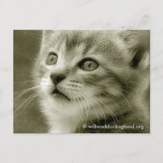 Mouser die een vogelachtig Briefkaart bekijkt