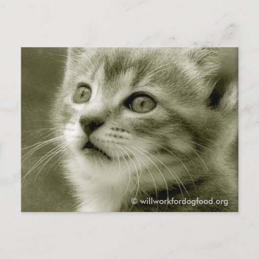 Mouser die een vogelachtig Briefkaart bekijkt (Voorkant)