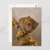 Mousie Briefkaart (Voorkant / Achterkant)
