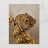 Mousie Briefkaart (Voorkant)