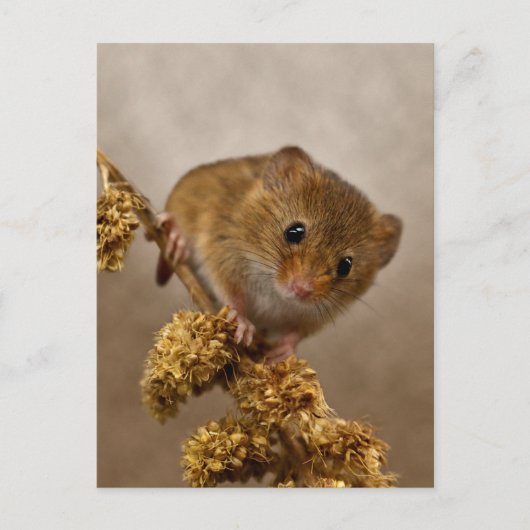 Mousie Briefkaart (Voorkant)