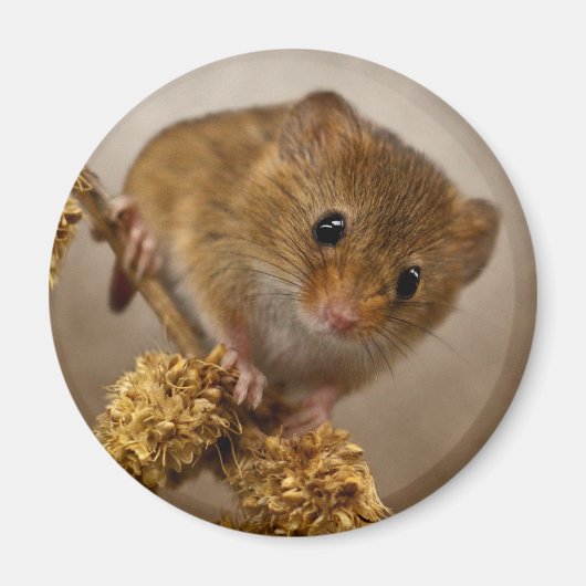 Mousie Magnet (Voorkant)