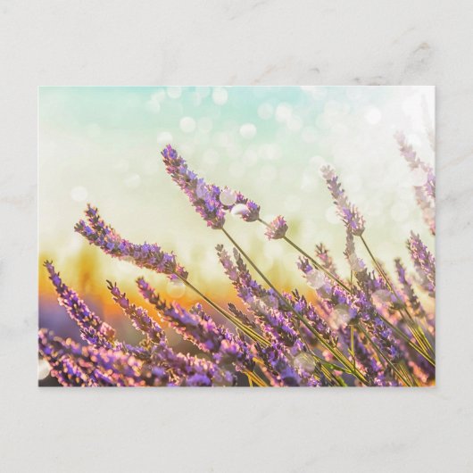 Mousserende lavendel briefkaart (Voorkant)