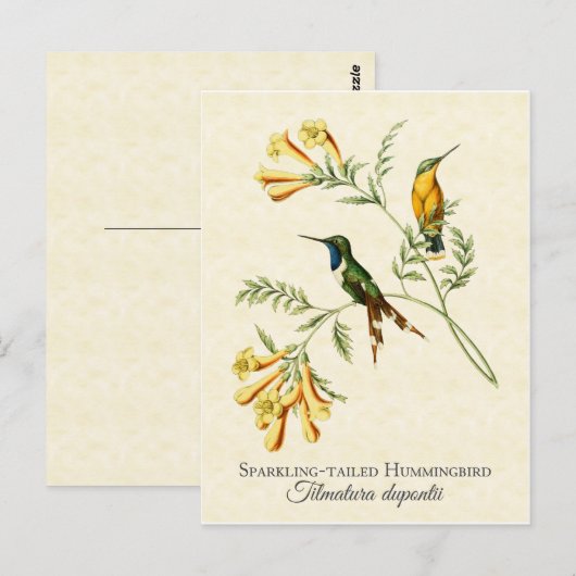 Mousserende, op maat gesneden kolibries  kunst briefkaart (Voorkant / Achterkant)