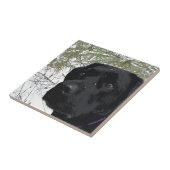 Mousserende pijnbomen - Sneeuwlabrador - Zwart lak Tegeltje (Zijkant)