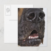 Mouth of Great Dane Briefkaart (Voorkant / Achterkant)