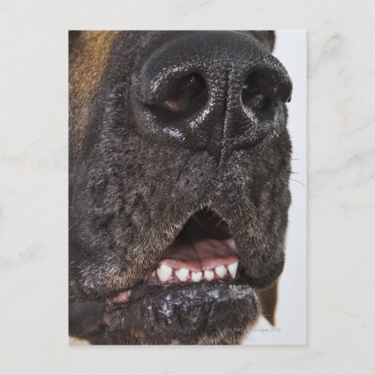 Mouth of Great Dane Briefkaart (Voorkant)