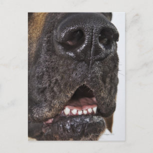 Mouth of Great Dane Briefkaart