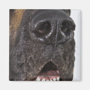 Mouth of Great Dane, close-up Magneet