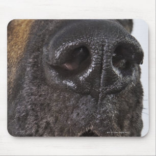 Mouth of Great Dane, close-up Muismat