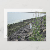 Möve Briefkaart (Voorkant / Achterkant)