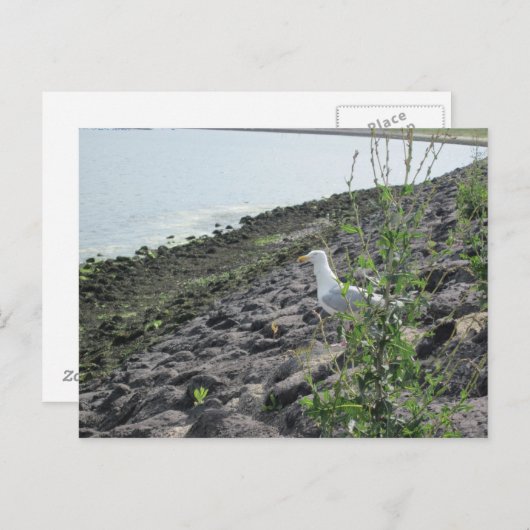 Möve Briefkaart (Voorkant / Achterkant)