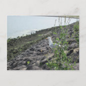 Möve Briefkaart (Voorkant)