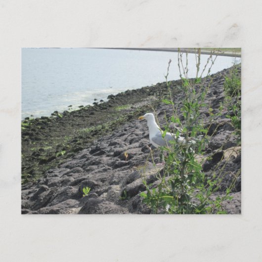 Möve Briefkaart (Voorkant)