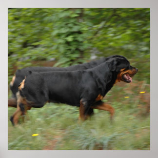 Movin in de tuin poster