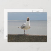 Möwe auf der Mauer an der Nordsee Briefkaart (Voorkant / Achterkant)