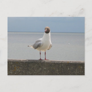 Möwe auf der Mauer an der Nordsee Briefkaart