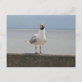 Möwe auf der Mauer an der Nordsee Briefkaart