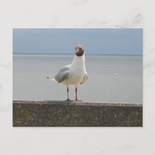 Möwe auf der Mauer an der Nordsee Briefkaart (Voorkant)