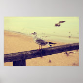 Möwe Ostsee Rügen Poster (Voorkant)