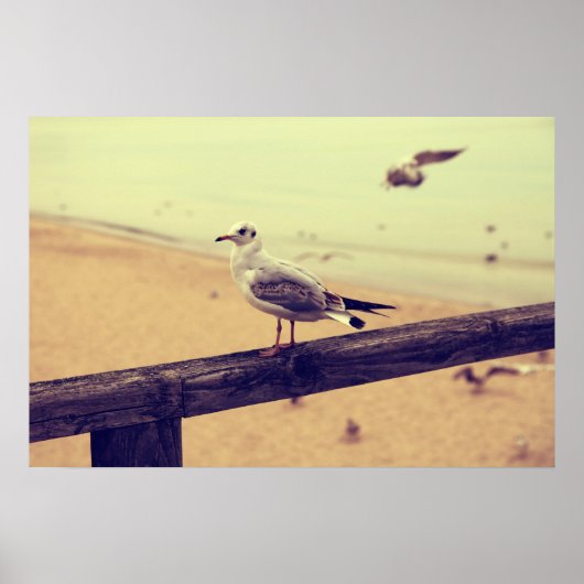 Möwe Ostsee Rügen Poster (Voorkant)