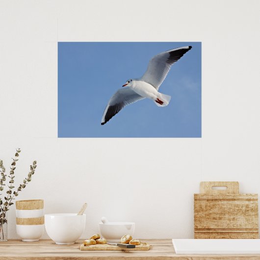 Möwe / Sea gull Poster (Keuken)